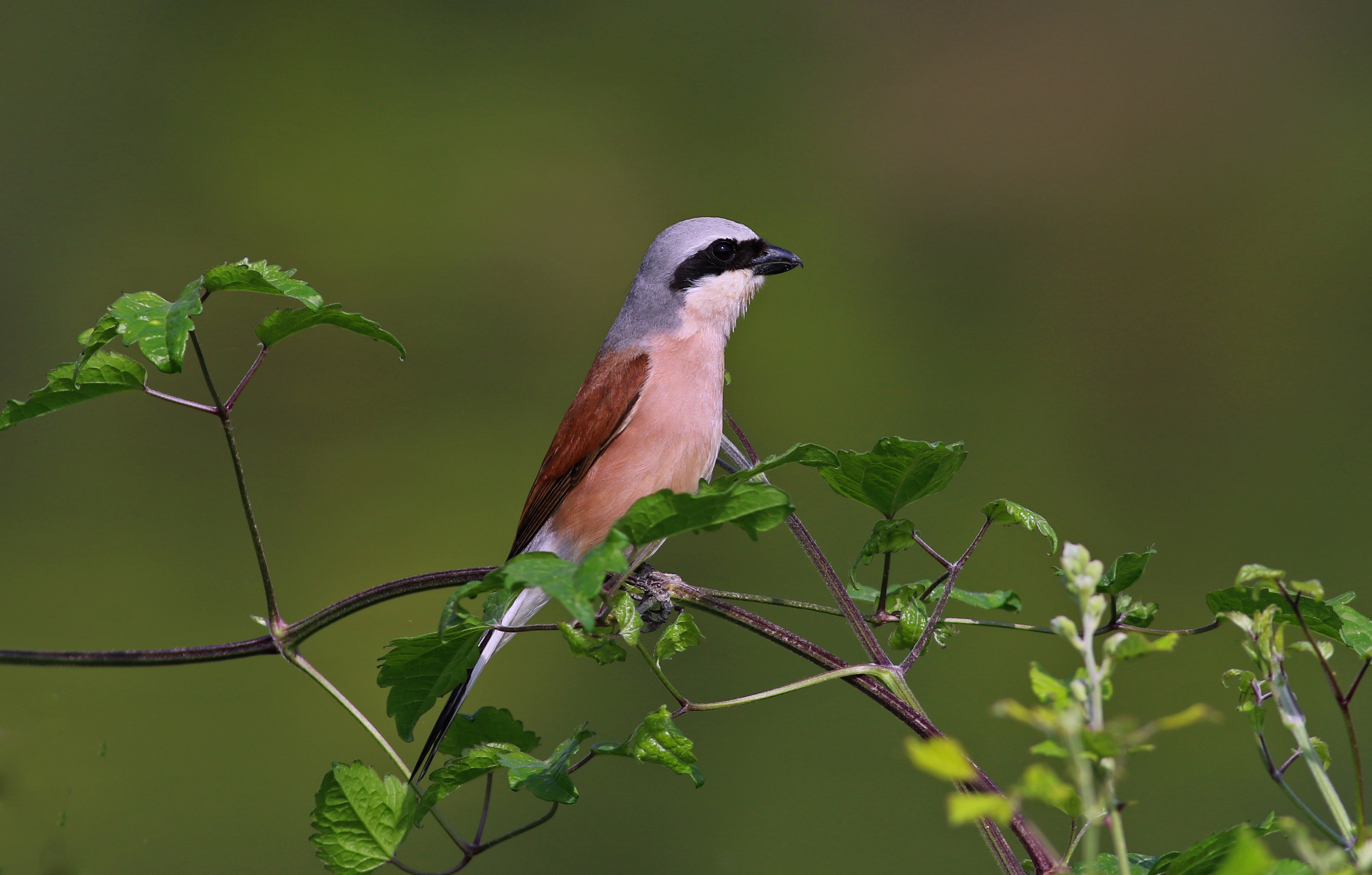 Red-backed Shrike